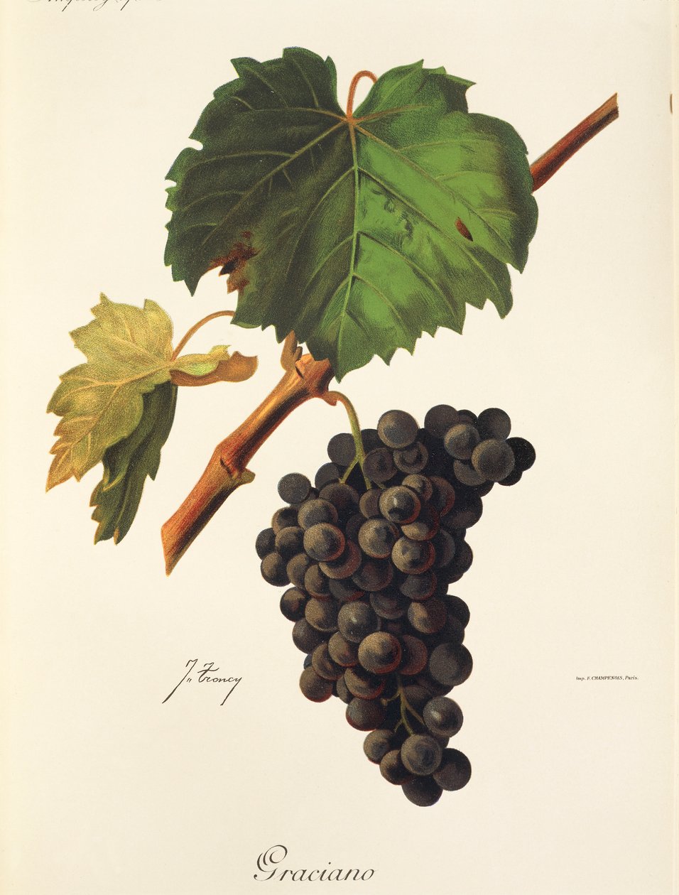 Graciano üzümü, J. Troncy by Jules Troncy