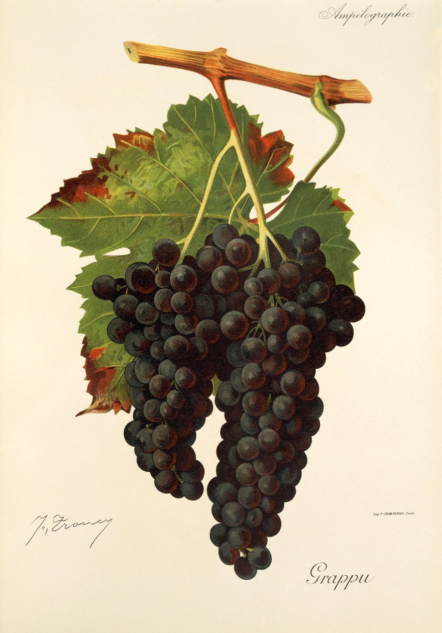 Grappu üzümü, J. Troncy by Jules Troncy