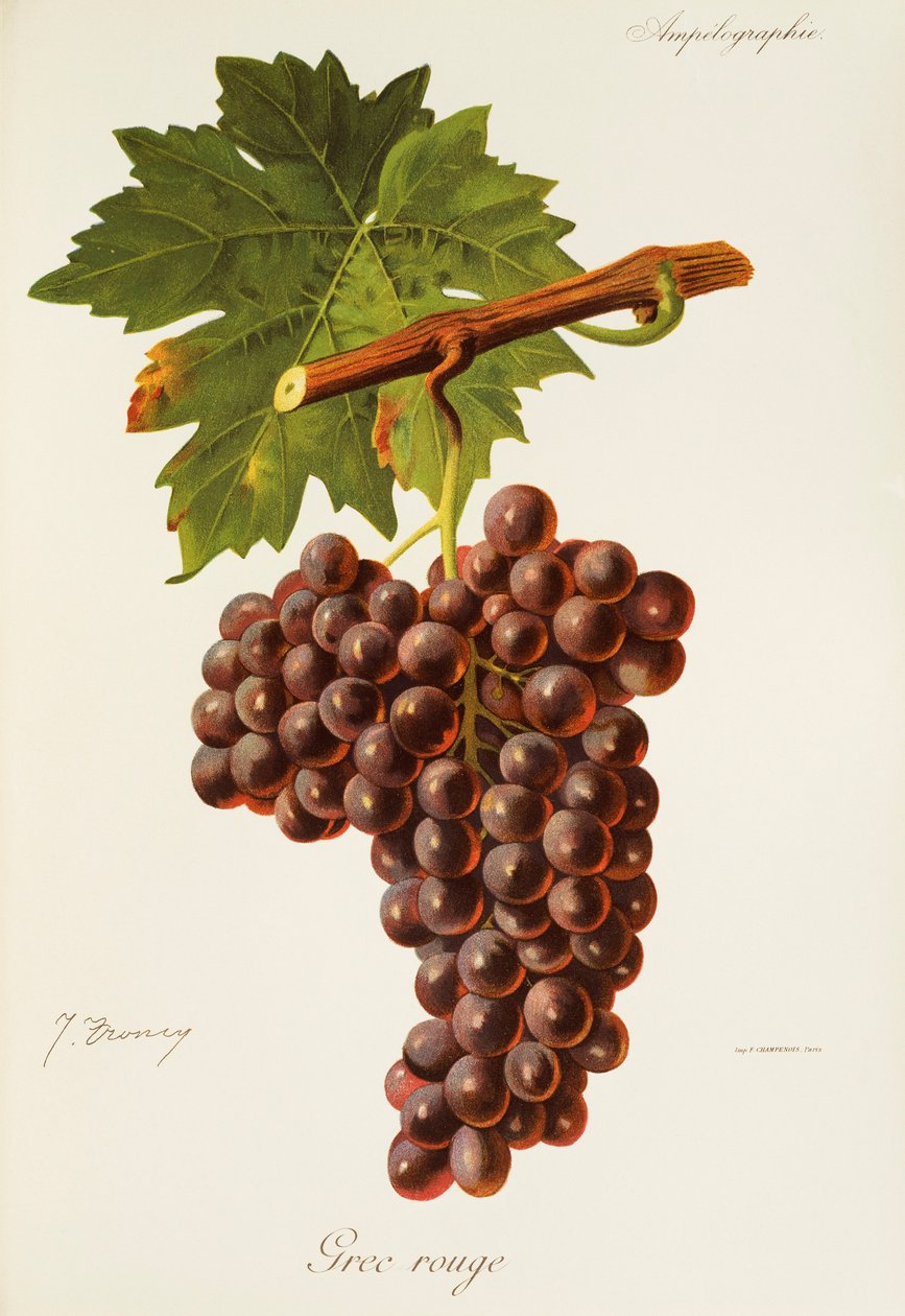Grec Rouge üzümü, J. Troncy by Jules Troncy