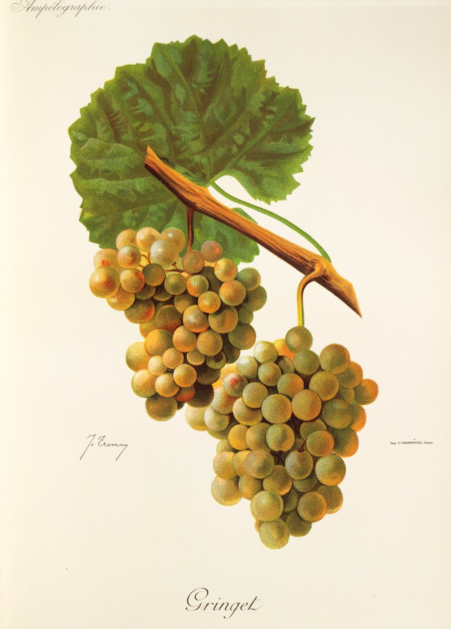 Gringet üzümü J. Troncy by Jules Troncy