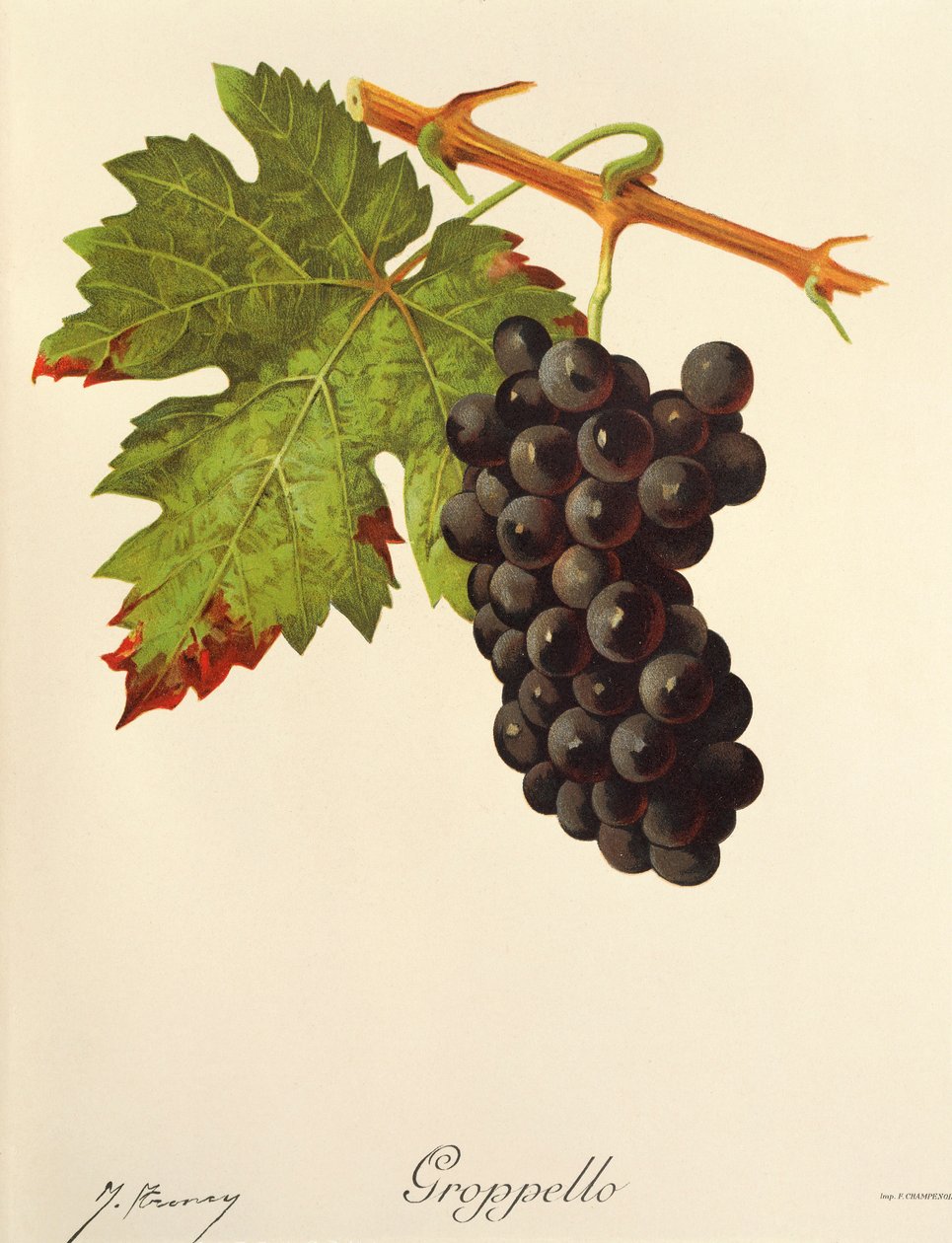 Groppello üzümü, J. Troncy by Jules Troncy