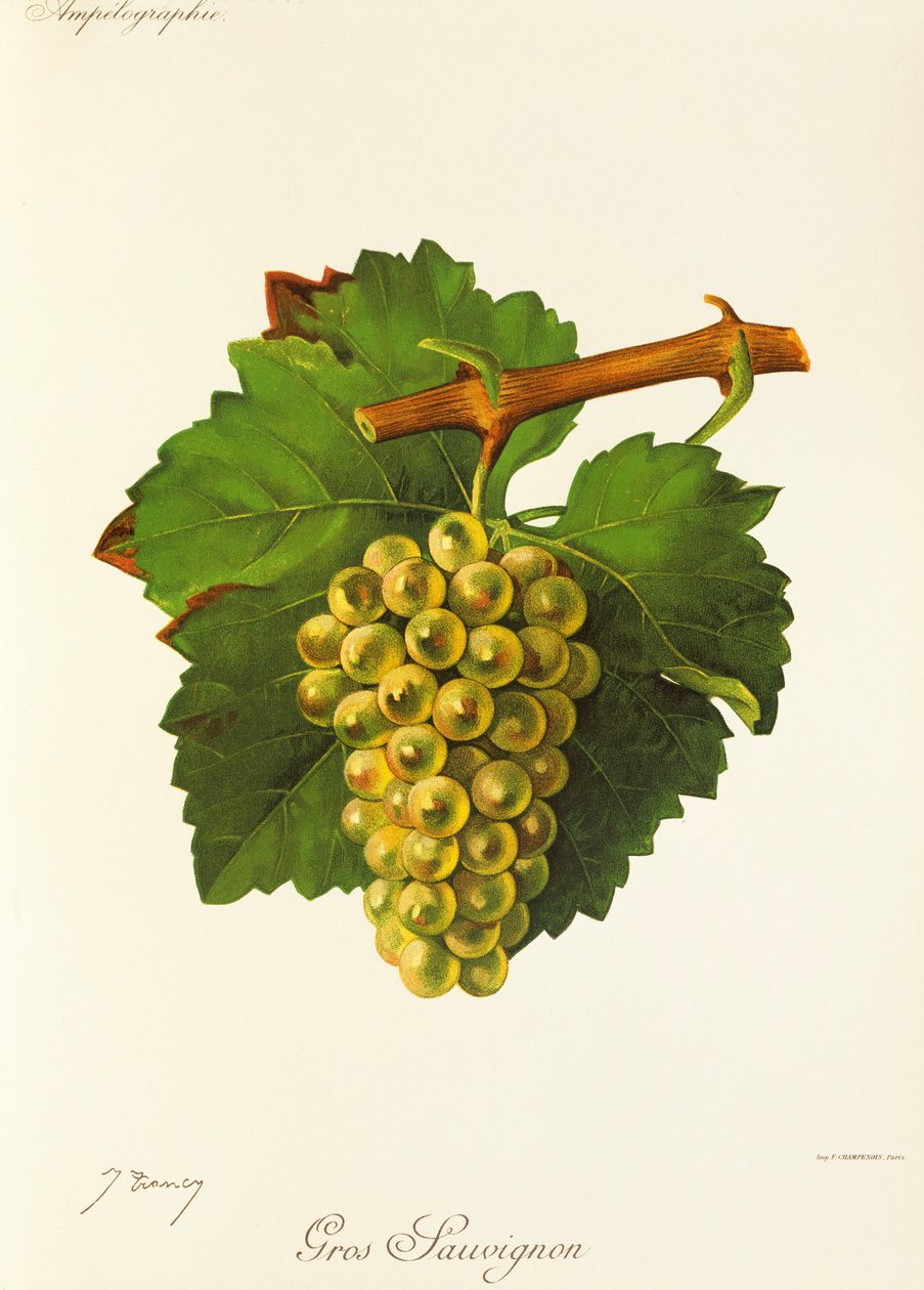 Gros Sauvignon üzümü, J. Troncy by Jules Troncy