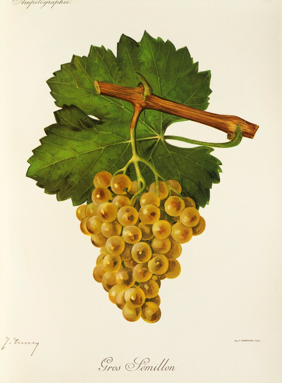 Gros Semillon üzümü, J. Troncy by Jules Troncy