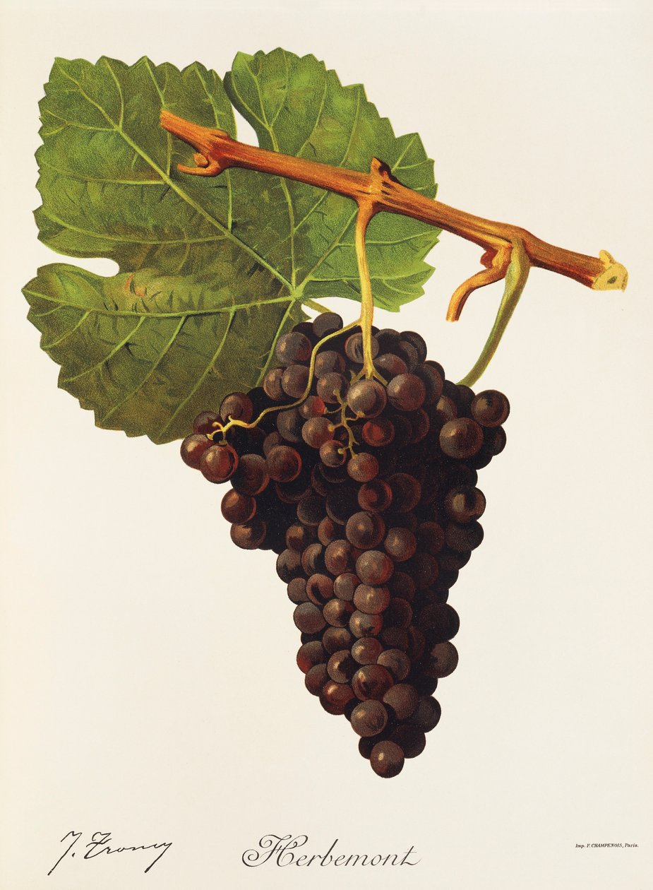 Herbemont üzümü, J. Troncy by Jules Troncy
