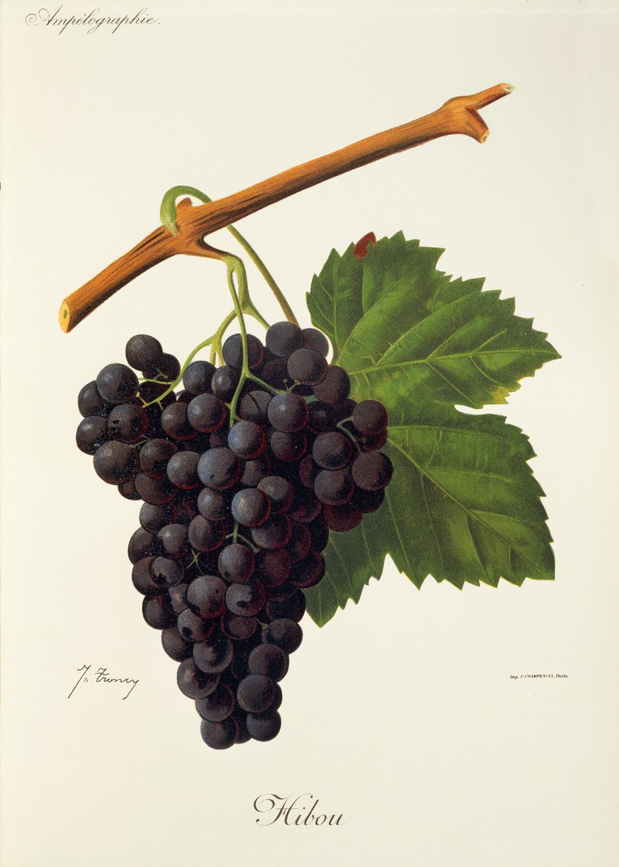 Baykuş üzümü, J. Troncy by Jules Troncy