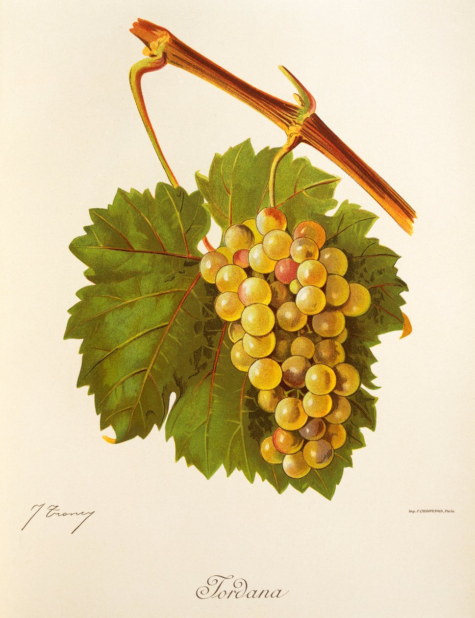 Jordana üzümü, J. Troncy by Jules Troncy