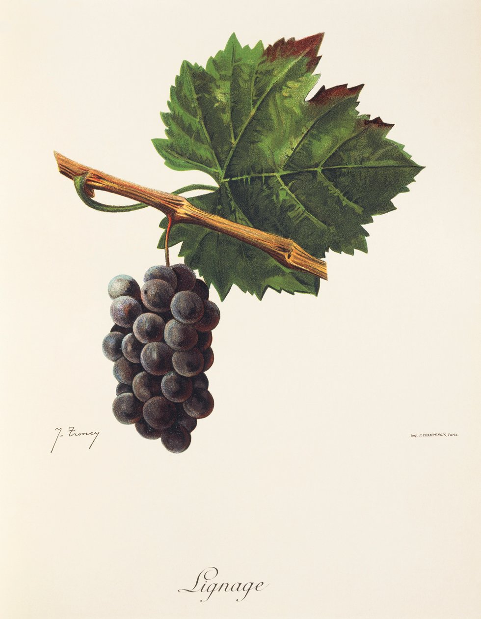 J. Troncy tarafından soy üzümü by Jules Troncy