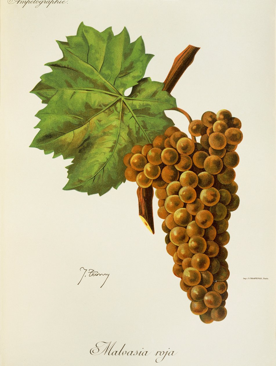Malvasia Roja üzümü, J. Troncy by Jules Troncy