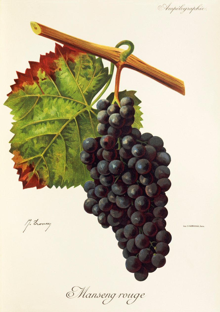 Manseng Rouge üzümü, J. Troncy by Jules Troncy