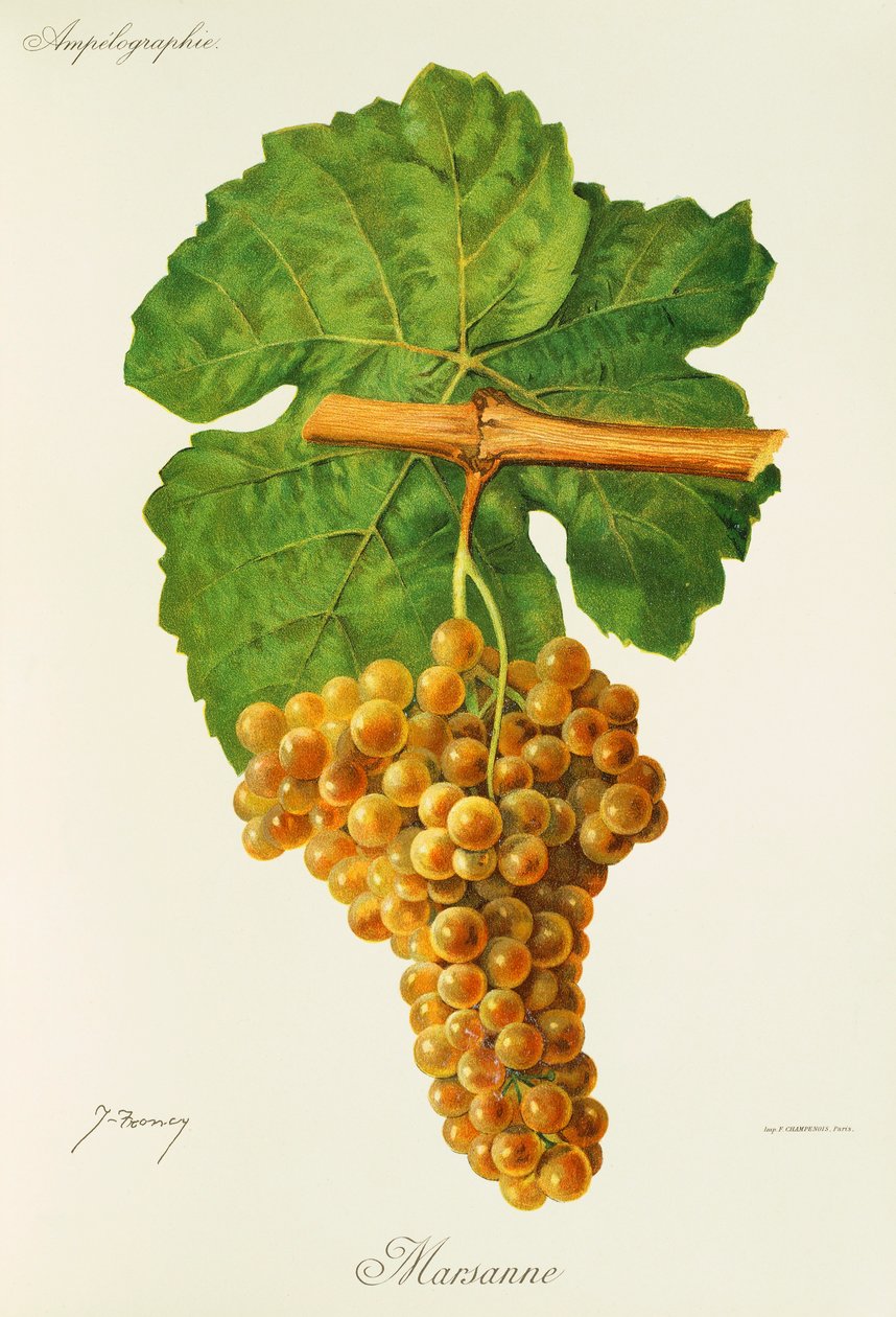 Marsanne üzümü, J. Troncy by Jules Troncy