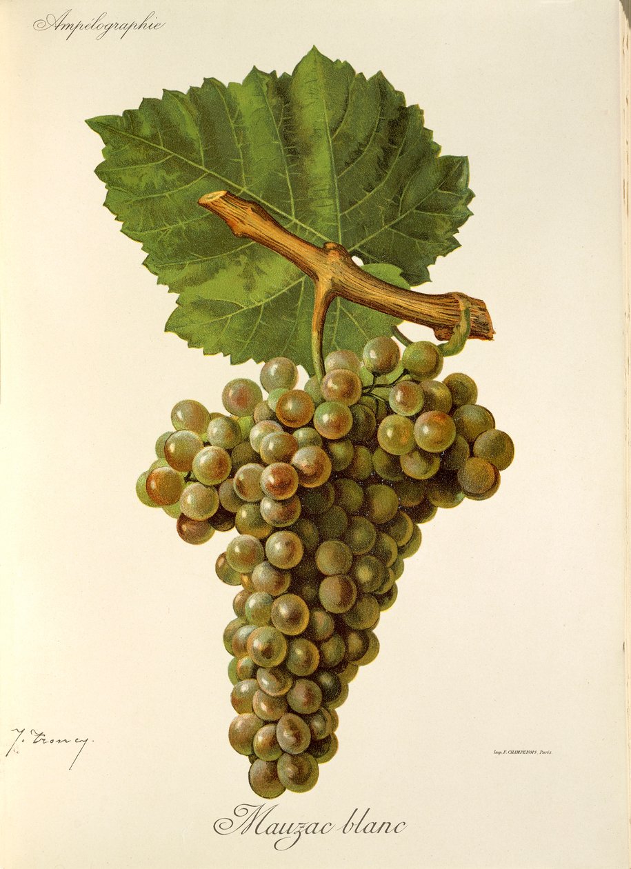 Mauzac Blanc üzümü, J. Troncy by Jules Troncy