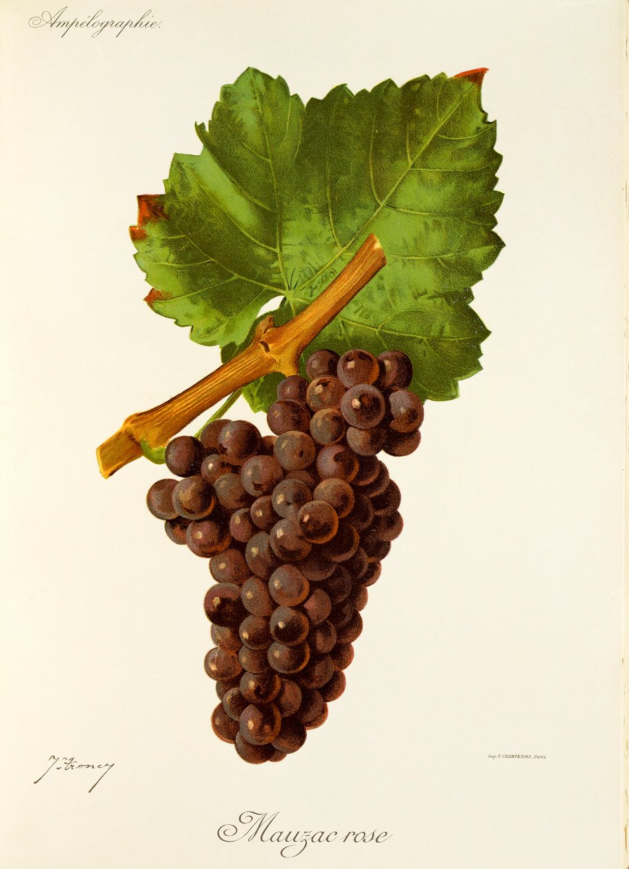 Mauzac Gül üzümü, J. Troncy by Jules Troncy