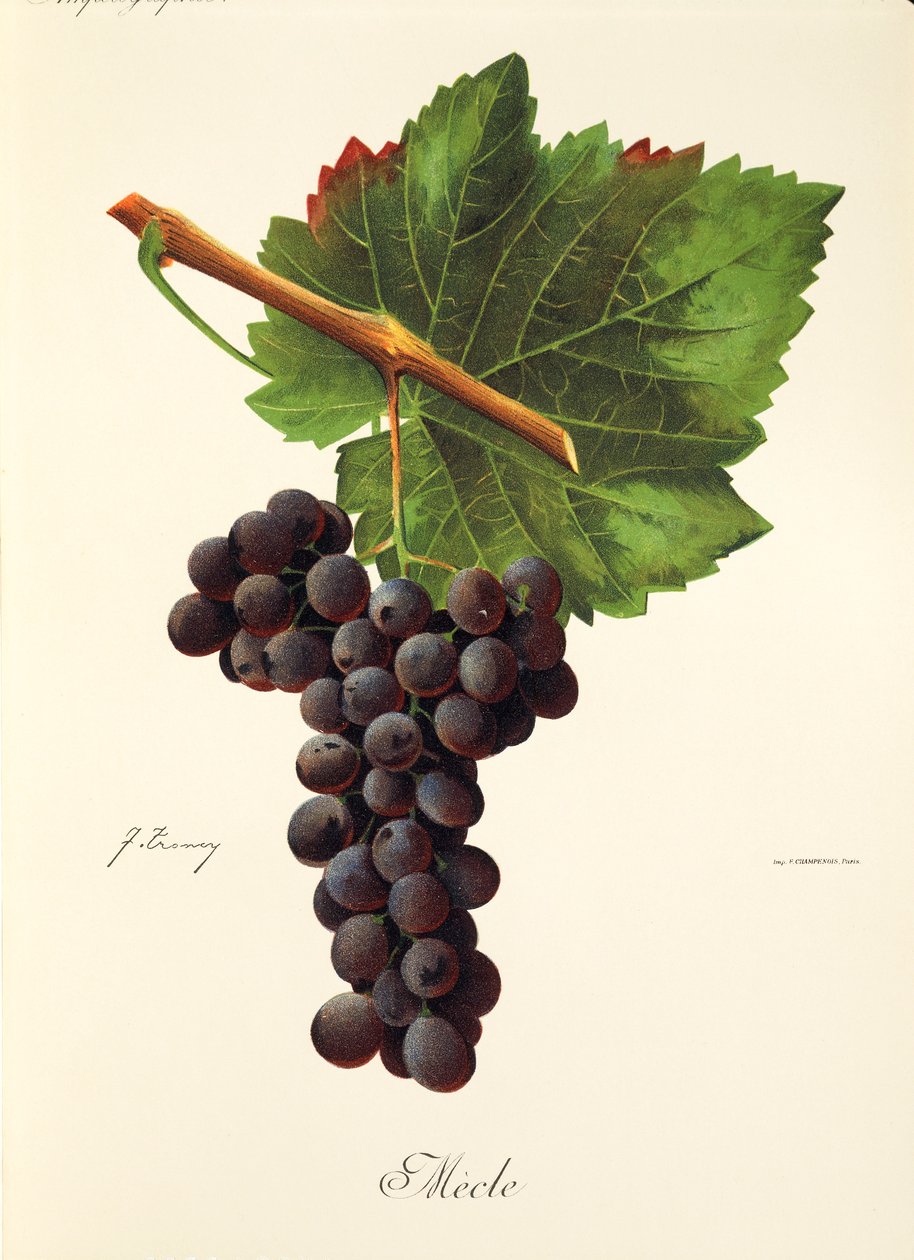 Mecle üzümü, J. Troncy by Jules Troncy