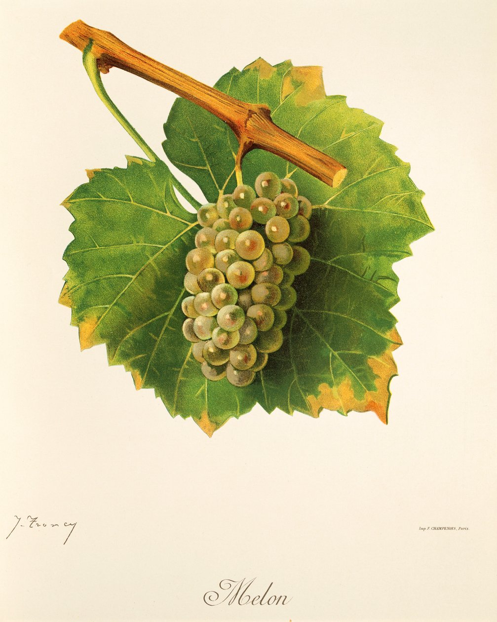 Kavun üzümü, J. Troncy by Jules Troncy