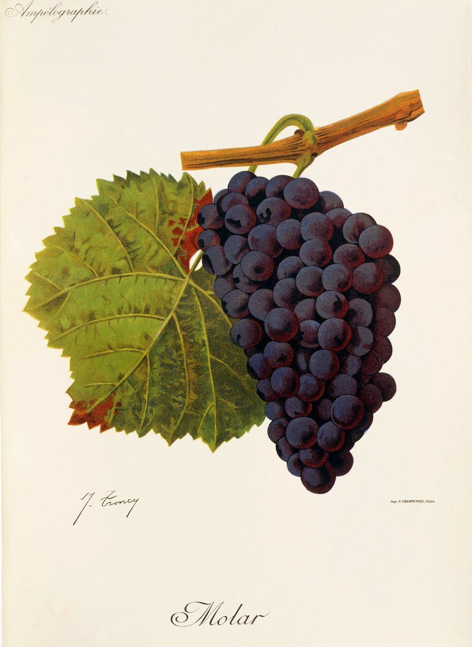 J. Troncy tarafından molar üzüm by Jules Troncy