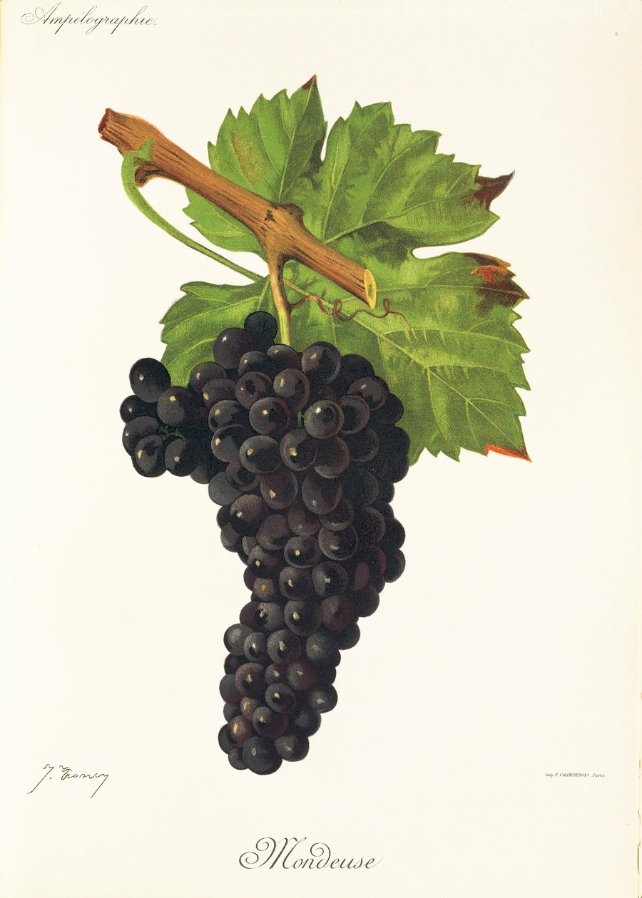 Mondeuse üzümü, J. Troncy by Jules Troncy