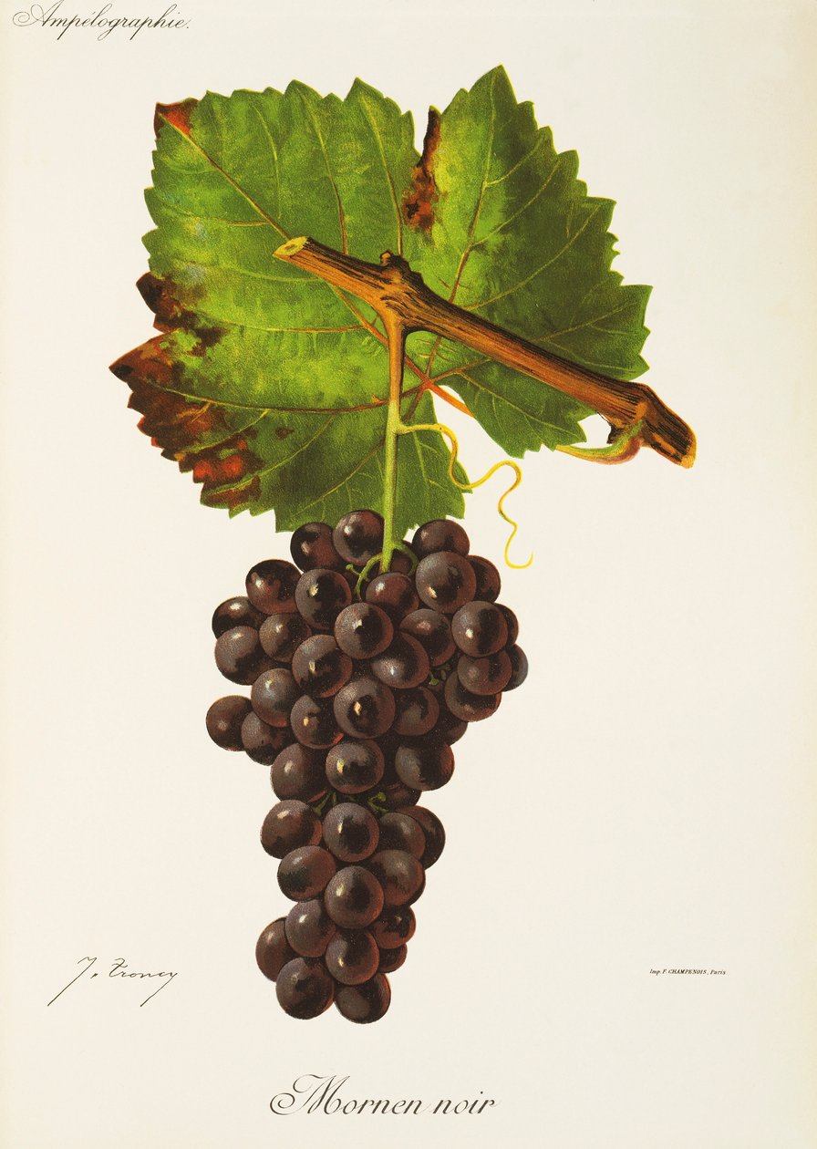 Mornen Noir üzümü, J. Troncy by Jules Troncy
