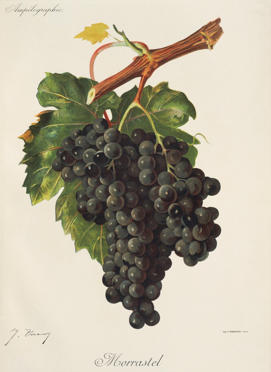 Morrastel üzümü, J. Troncy by Jules Troncy