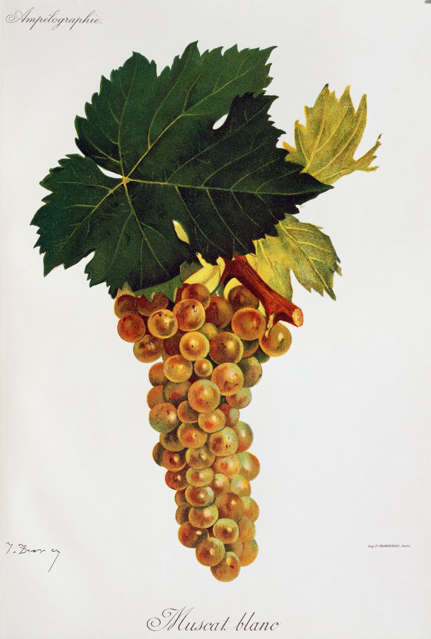 Moscato beyaz üzümleri (Muscat blanc), Ampelographie