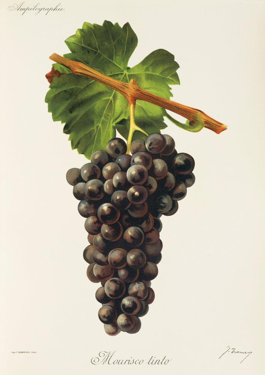 Mourisco Tinto üzümü, J. Troncy by Jules Troncy