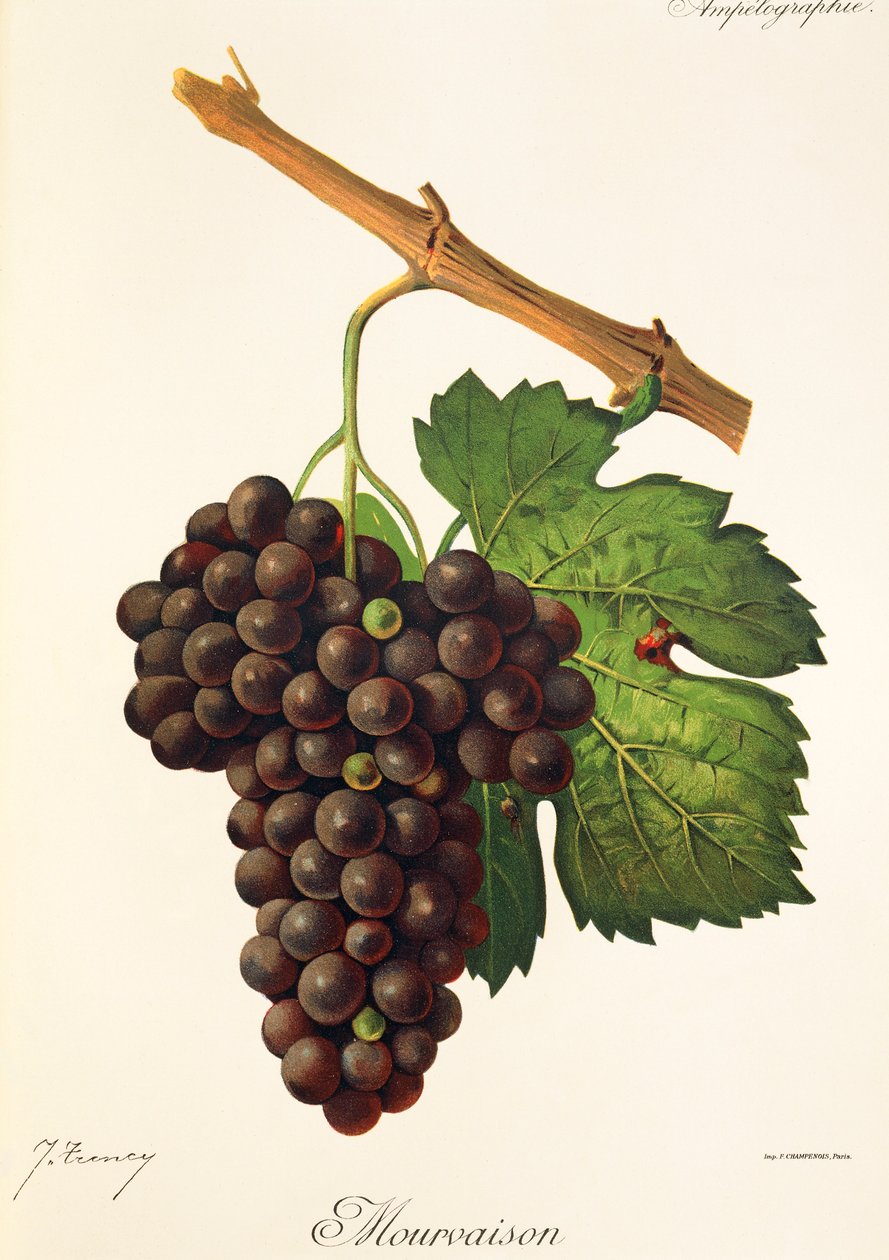 Mourvaison üzümü, J. Troncy by Jules Troncy
