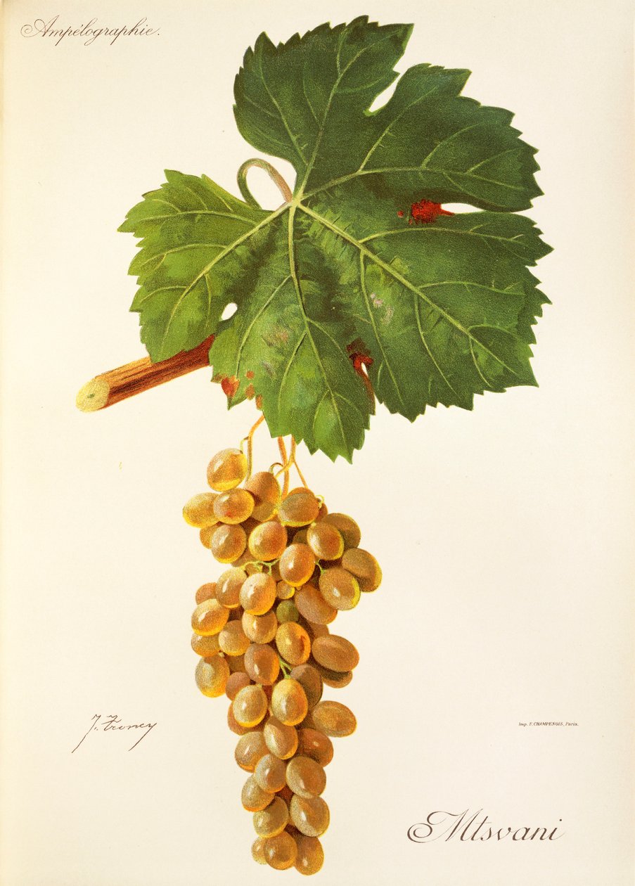 J. Troncy tarafından Mtsvani üzümü by Jules Troncy