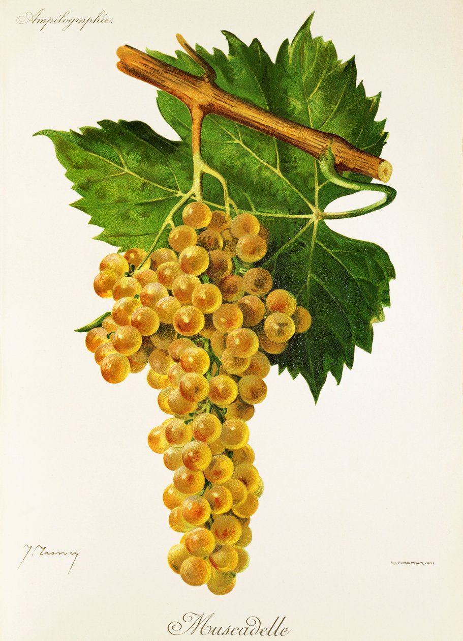 Muscadele üzümü, J. Troncy by Jules Troncy