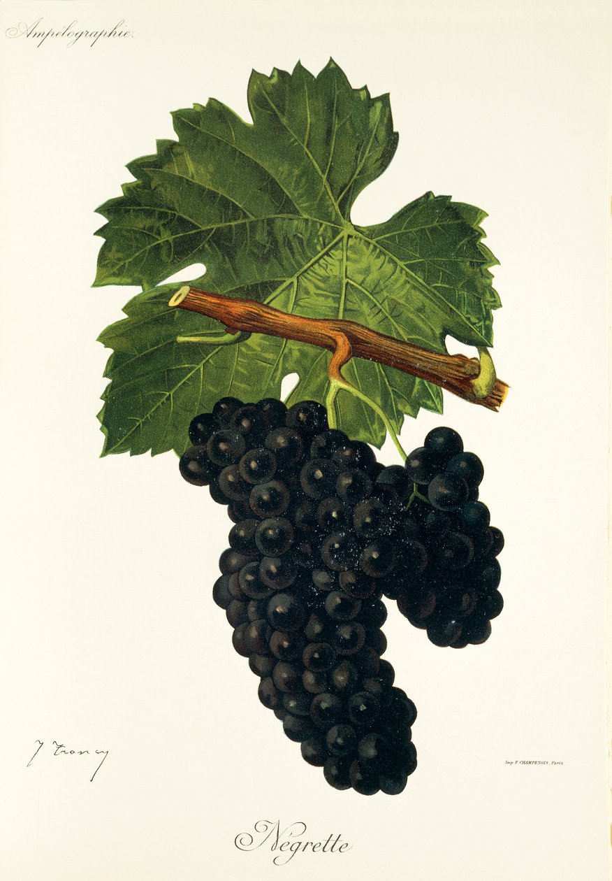 Negrette üzümü, J. Troncy by Jules Troncy