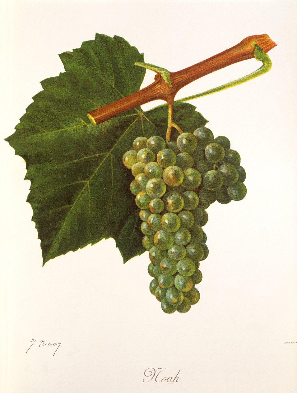 Nuh üzümü, J. Troncy by Jules Troncy