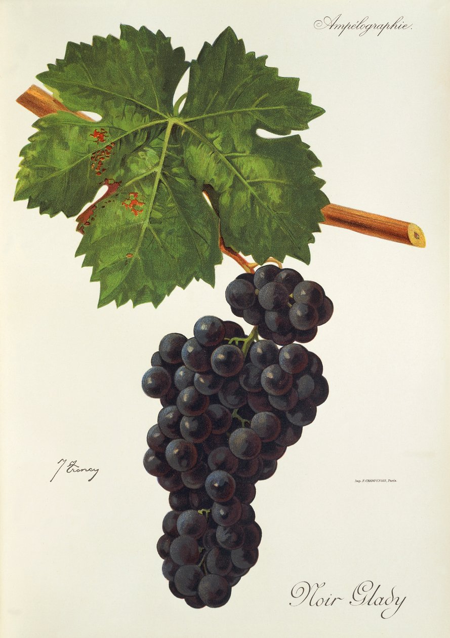 Noir Glady üzümü, J. Troncy by Jules Troncy