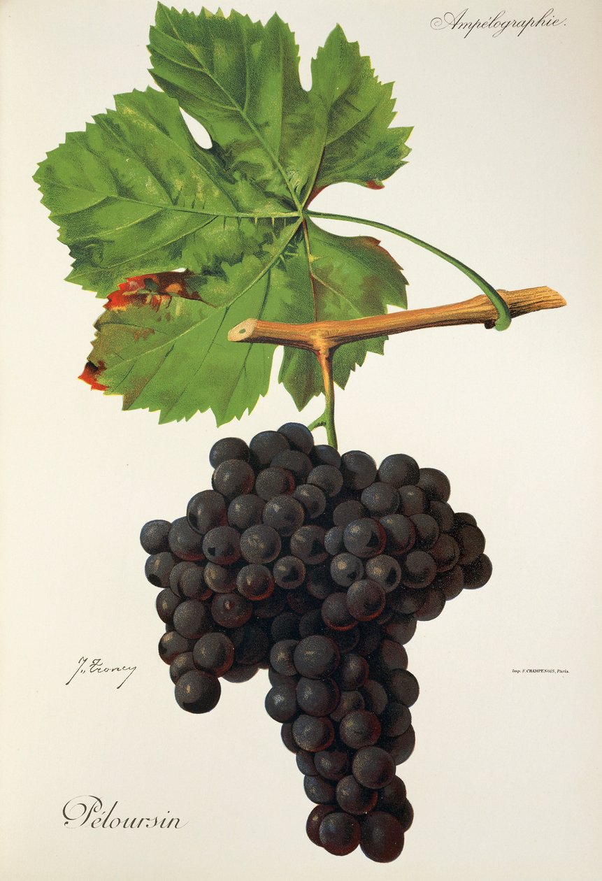 Peloursin üzümü, J. Troncy by Jules Troncy