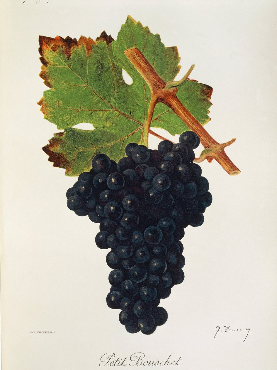 Petit Bouschet üzümü, J. Troncy by Jules Troncy