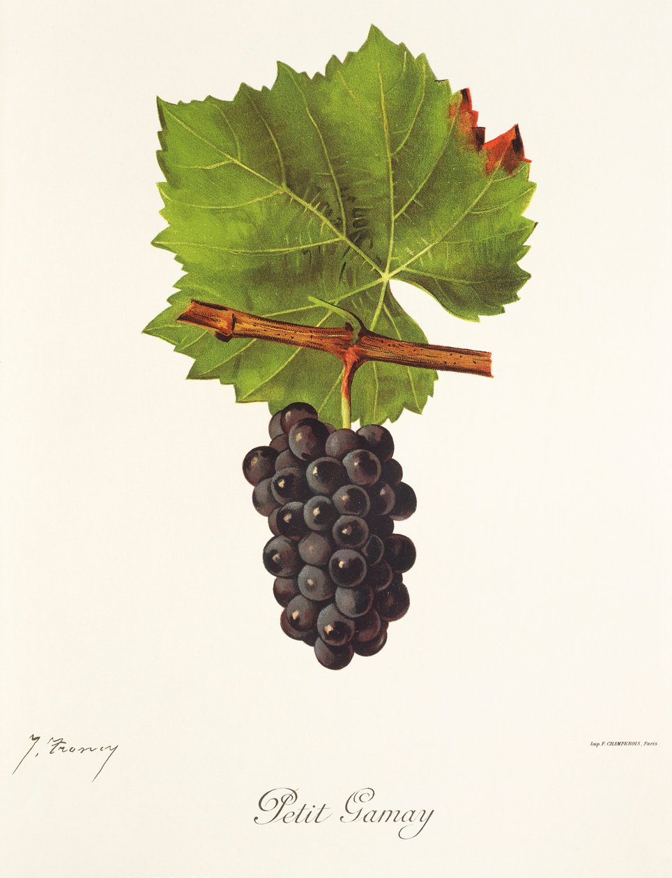 Petit Gamay üzümü, J. Troncy by Jules Troncy