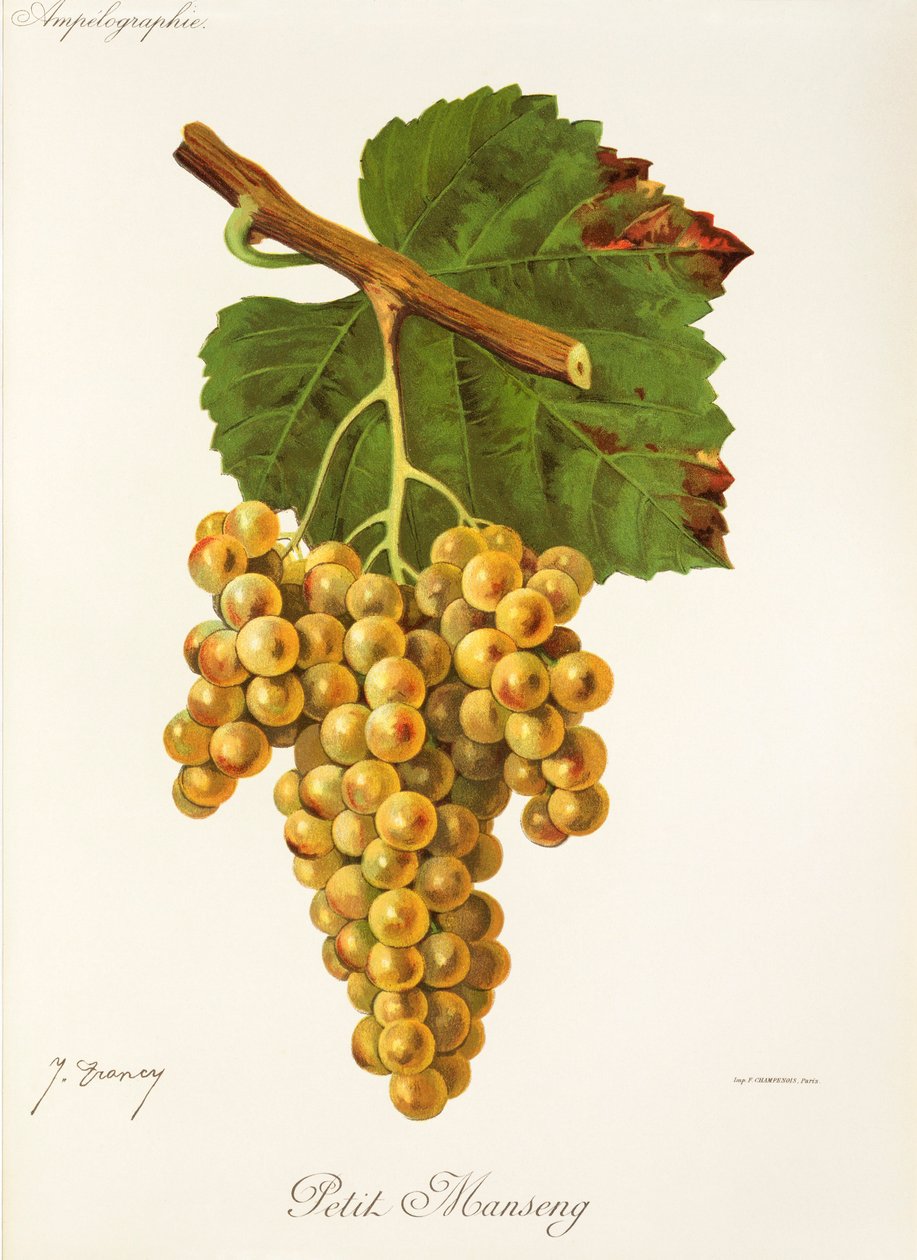 Petit Manseng üzümü, J. Troncy by Jules Troncy