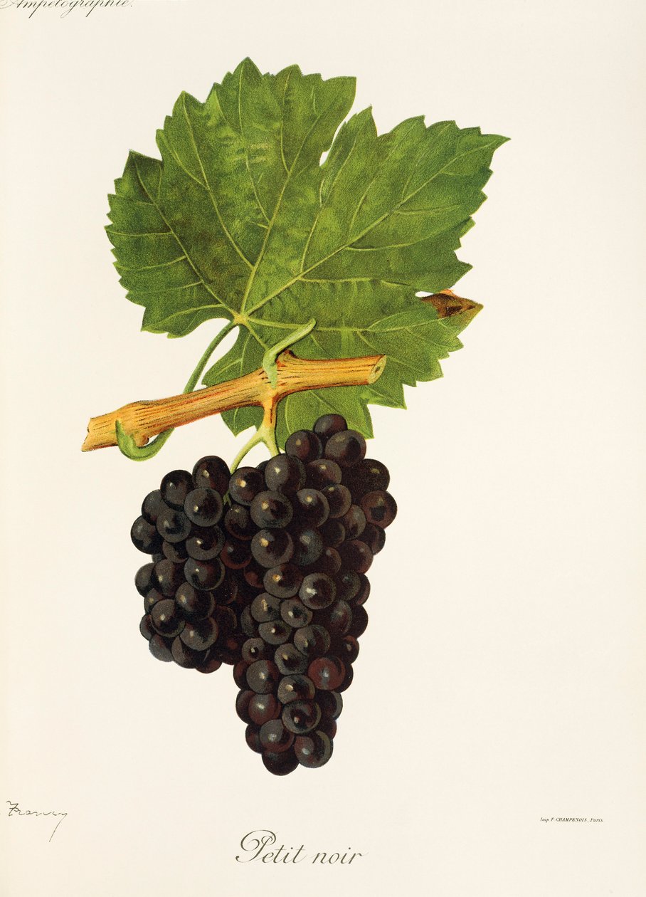 Petit Noir üzümü, J. Troncy by Jules Troncy