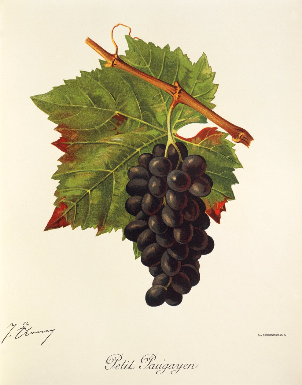 Petit Paugayen üzümü, J. Troncy by Jules Troncy