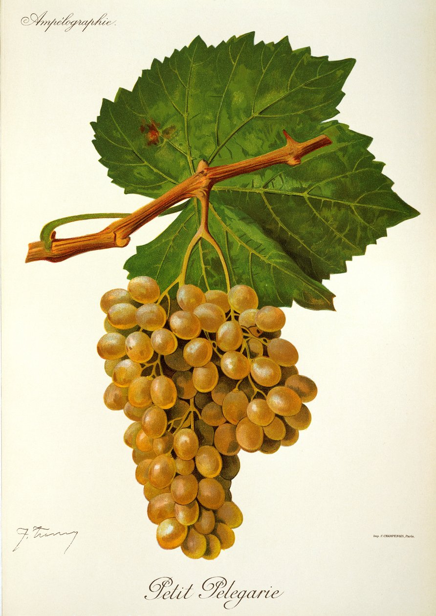 Petit Pelegarie üzümü, J. Troncy by Jules Troncy