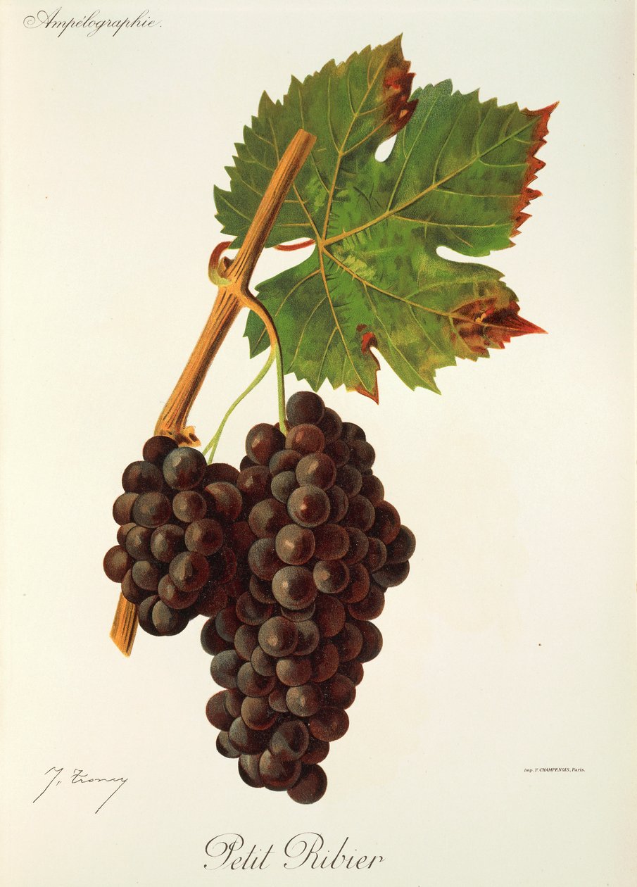 Petit Ribier üzümü, J. Troncy by Jules Troncy