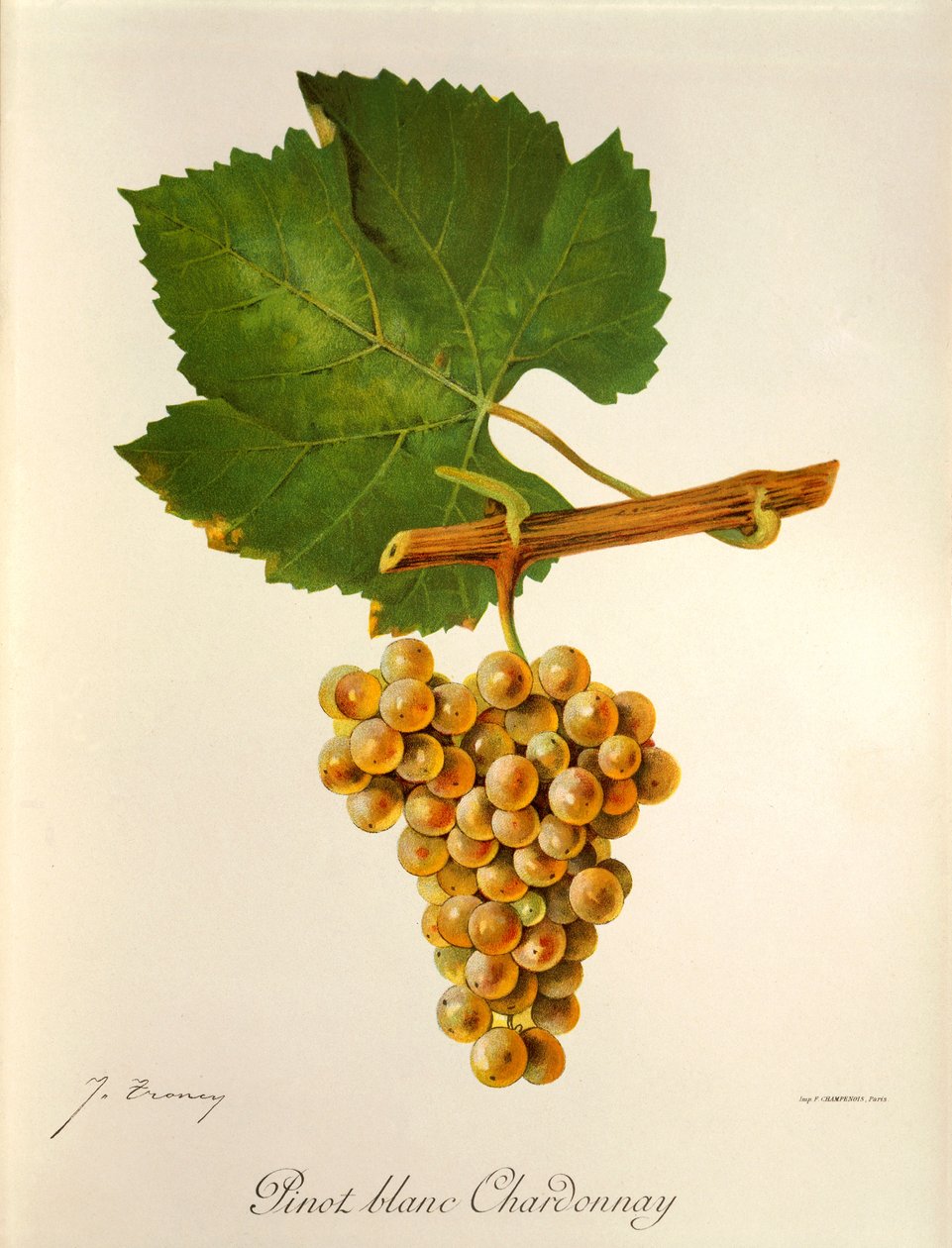 Pinot Blanc Chardonnay üzümü, J. Troncy by Jules Troncy