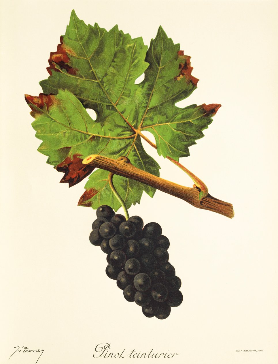 Pinot Teinturier üzümü, J. Troncy by Jules Troncy