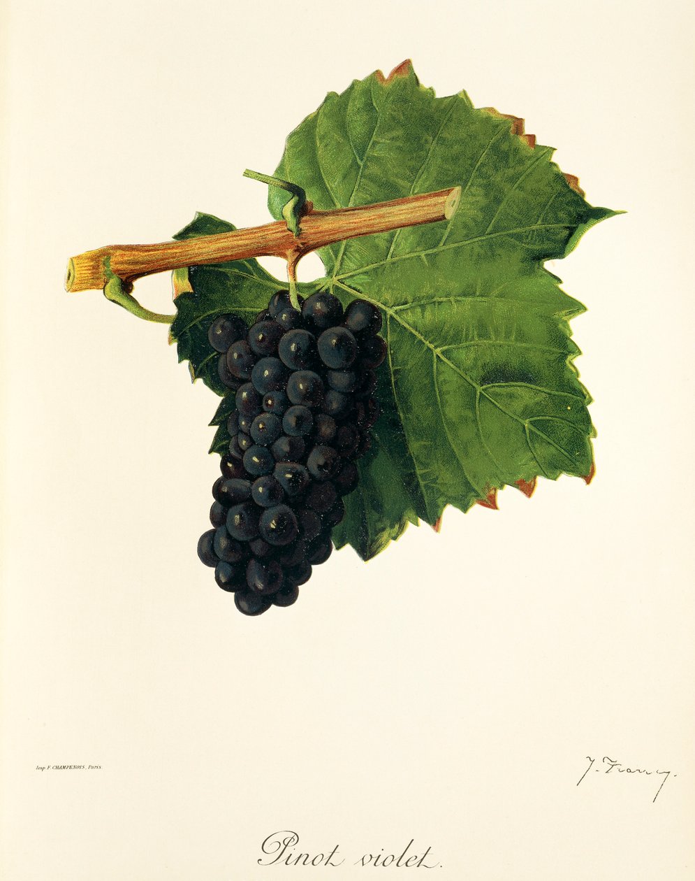 Pinot Violet üzümü, J. Troncy by Jules Troncy