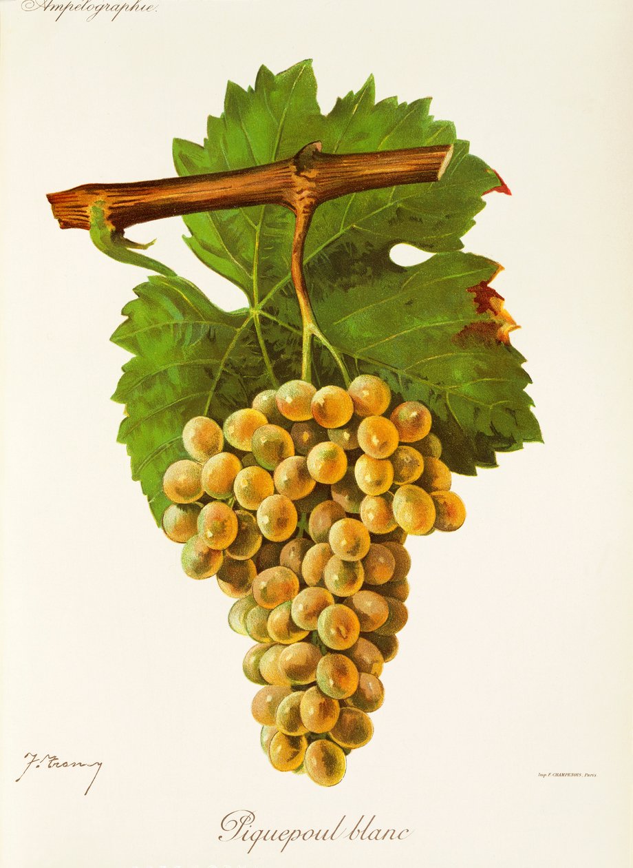 Piquepoul Blanc üzümü, J. Troncy by Jules Troncy