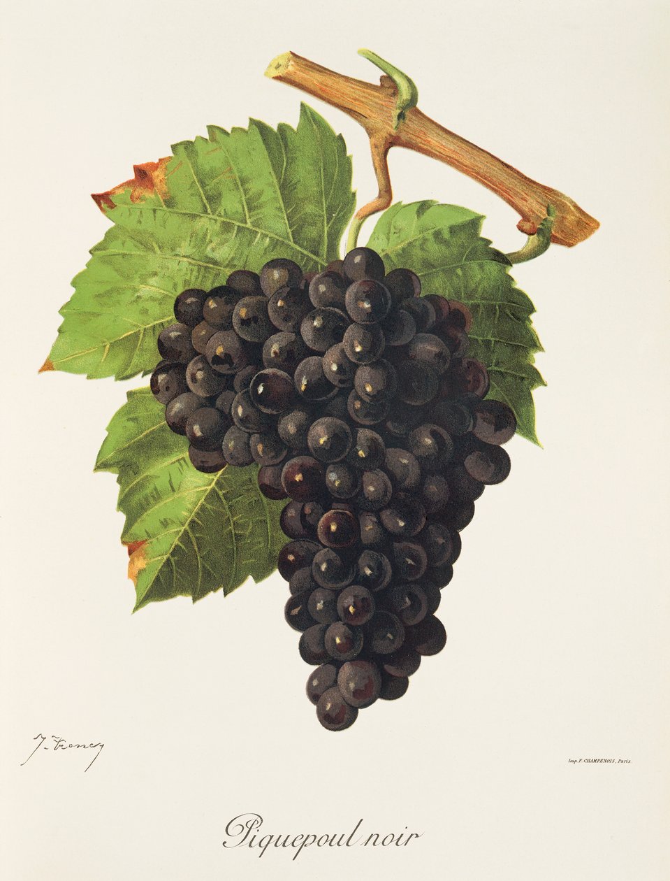 Piquepoul Noir üzümü, J. Troncy by Jules Troncy