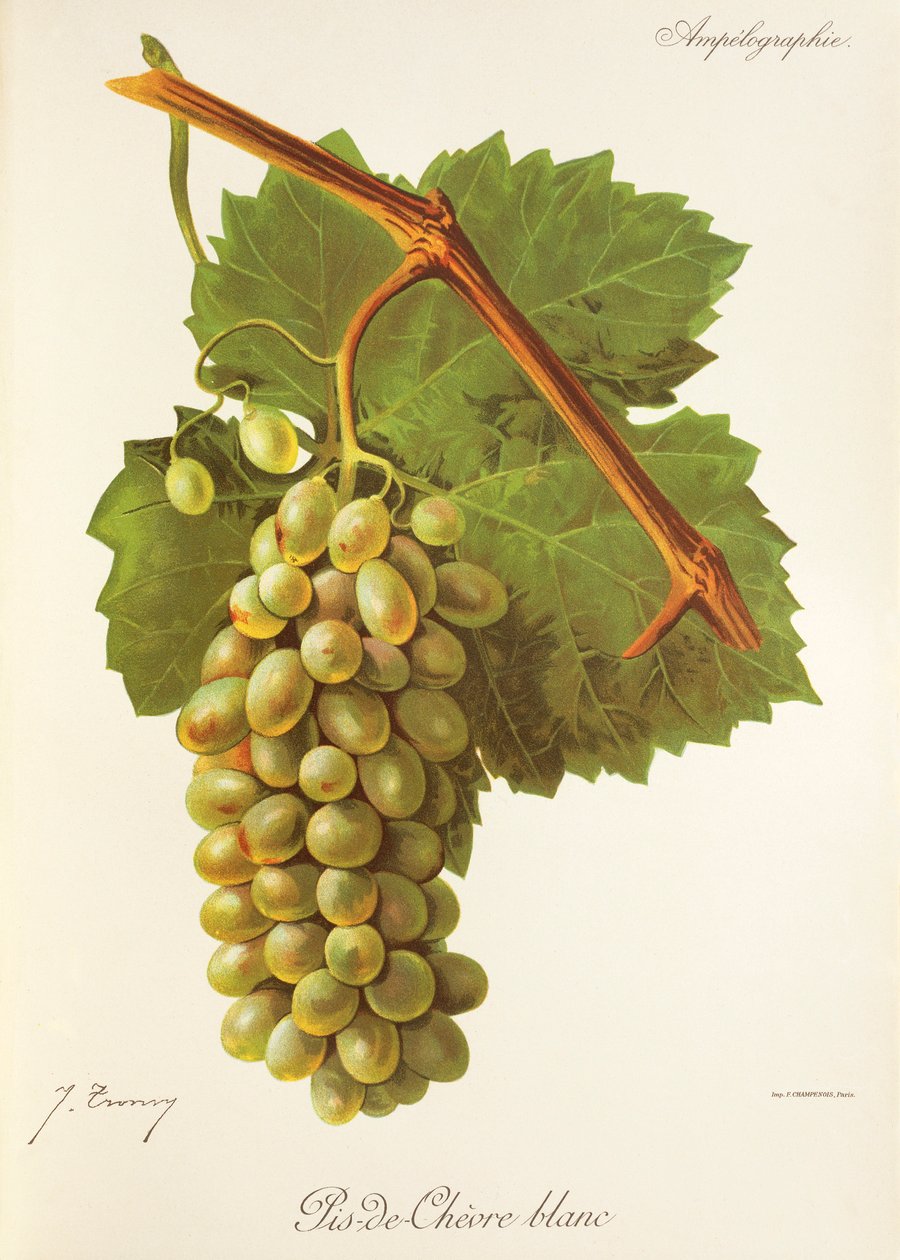 Pis-de-Chevre Blanc üzümü, J. Troncy by Jules Troncy