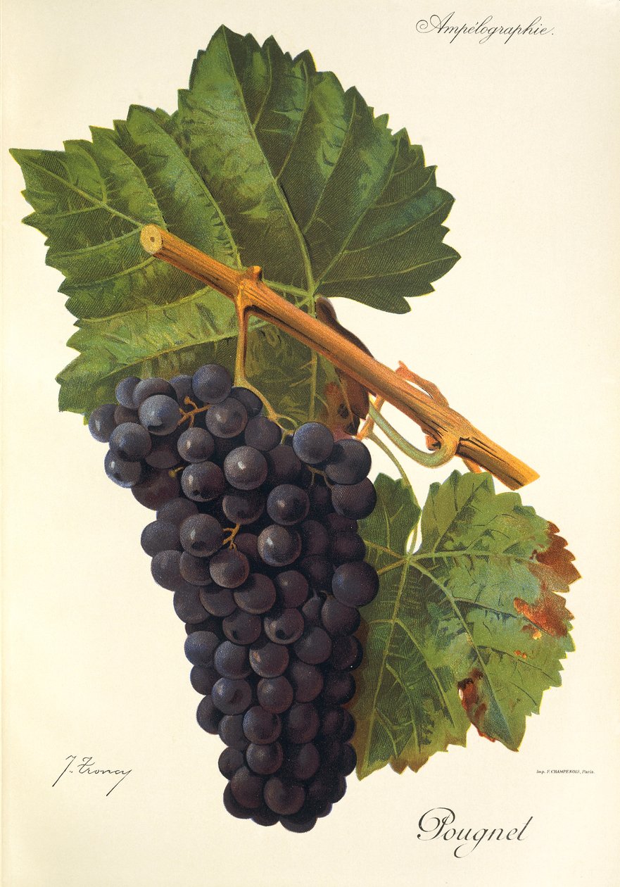 Pougnel üzümü, J. Troncy by Jules Troncy
