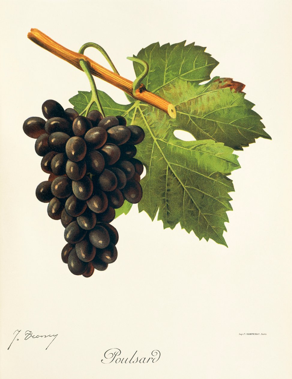 Poulsard üzümü, J. Troncy by Jules Troncy