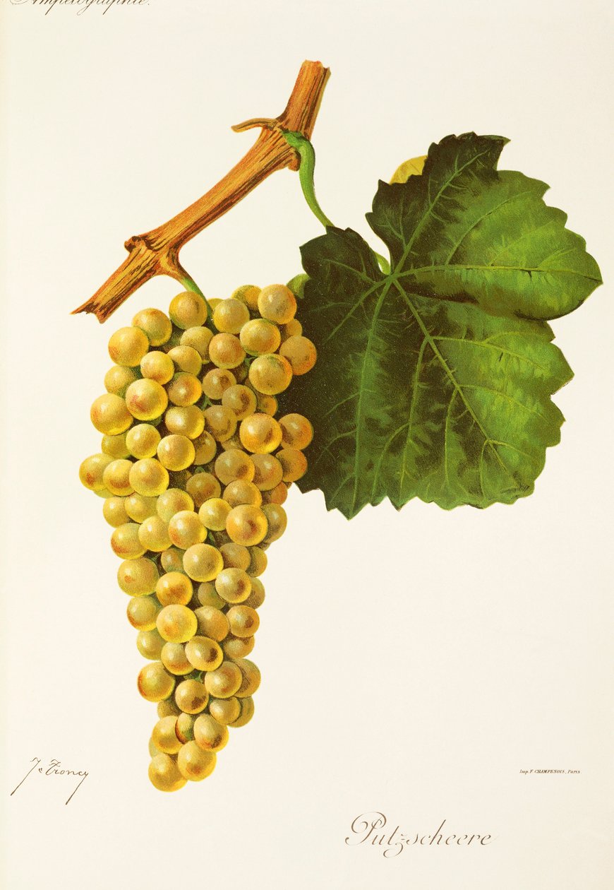 Putzscheere üzümü, J. Troncy by Jules Troncy