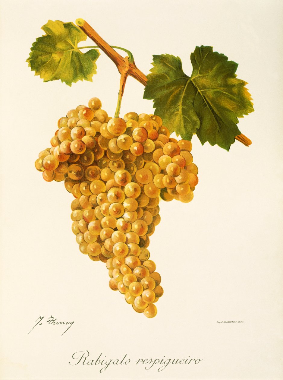 Rabigato Respigueiro üzümü, J. Troncy by Jules Troncy
