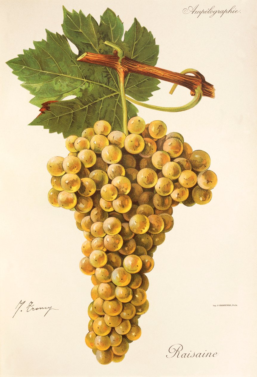 Üzüm üzümü J. Troncy by Jules Troncy