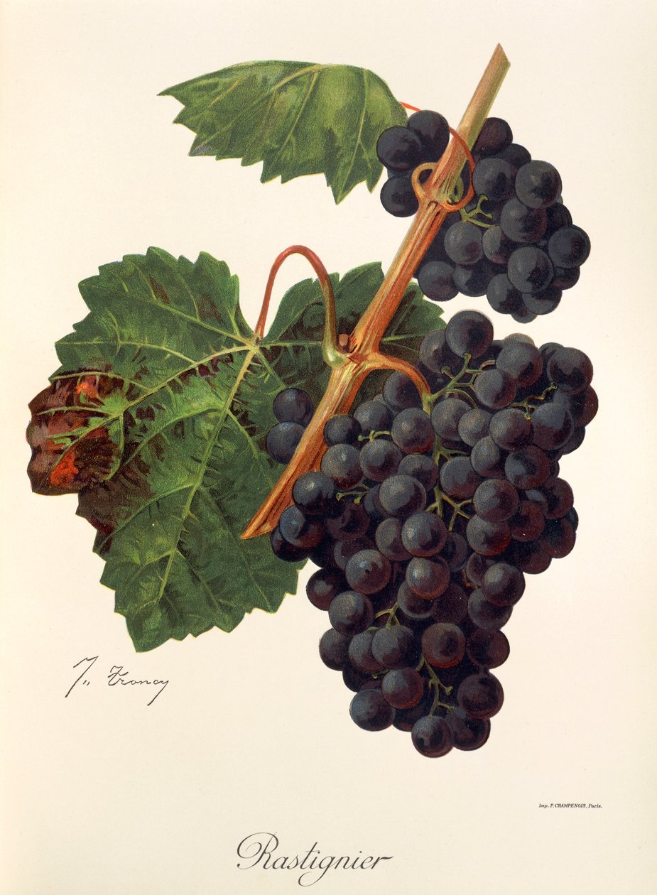 Rastignier üzümü, J. Troncy by Jules Troncy